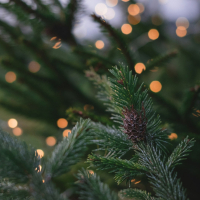 closeup photography of pine tree with pinecone