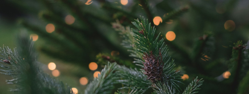 closeup photography of pine tree with pinecone