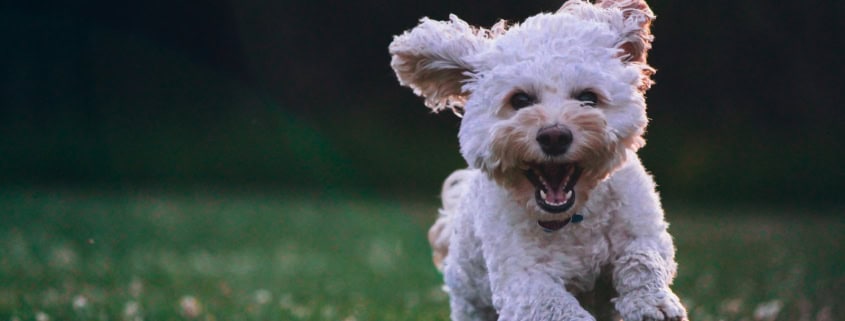 shallow focus photography of white shih tzu puppy running on the grass